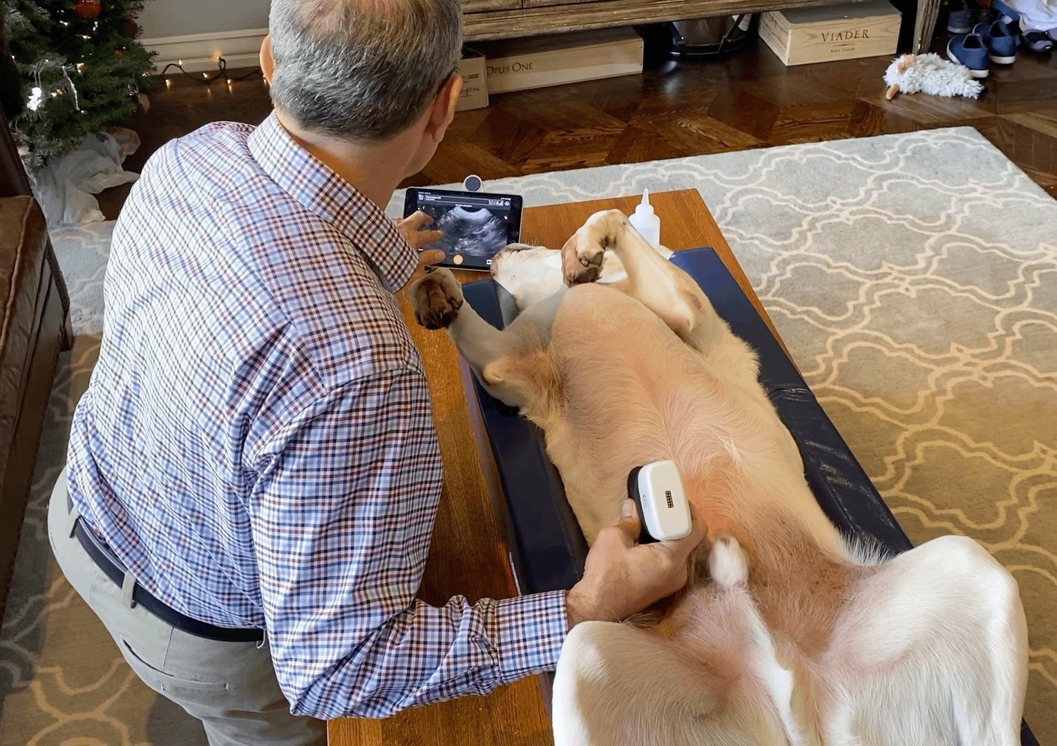 Dr. Behrens performing an ultrasound on a dog at home